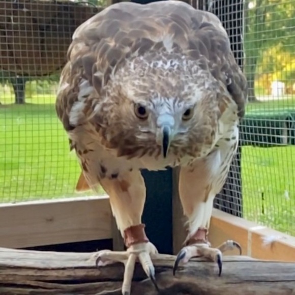 Meet your Posher, Suzanne - Picture 4 of 6